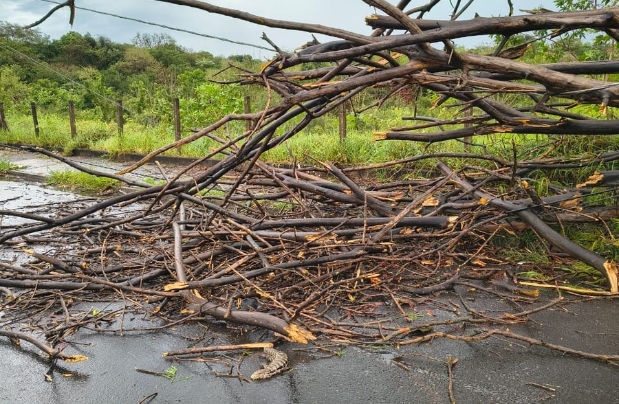 Temporal e ventos fortes causam quedas de árvores e alagamento em Araraquara